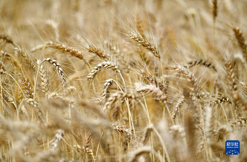 ????? ?????? ??????: ????? ???? – ????? ???????? ?????? ???????(5)