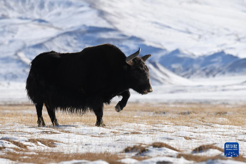 ???????? ?????? ??????????? ??????(5)