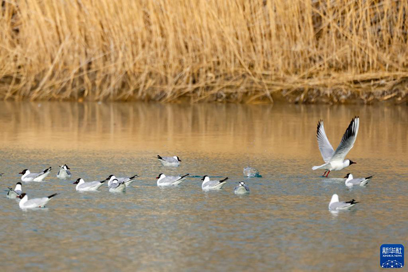 ??????????? ?????? ????: ???????? ??? – ??? ????? ??? ??????? ?????? ??????(4)