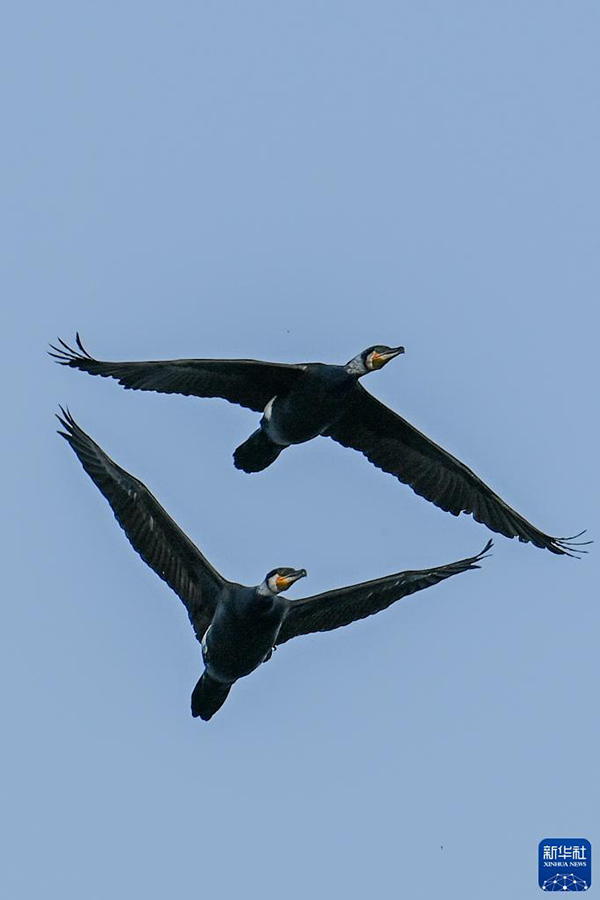 ??????????? ?????? ????: ???????? ??? – ??? ????? ??? ??????? ?????? ??????(5)